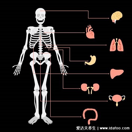 人體結(jié)構(gòu)示意圖器官分布圖，包括骨骼器官和內(nèi)臟器官分布