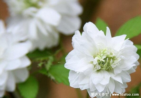 十種招鬼的花圖片合集，家里養(yǎng)這些花風水不吉利(封建迷信)