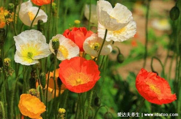 十種招鬼的花圖片合集，家里養(yǎng)這些花風水不吉利(封建迷信)