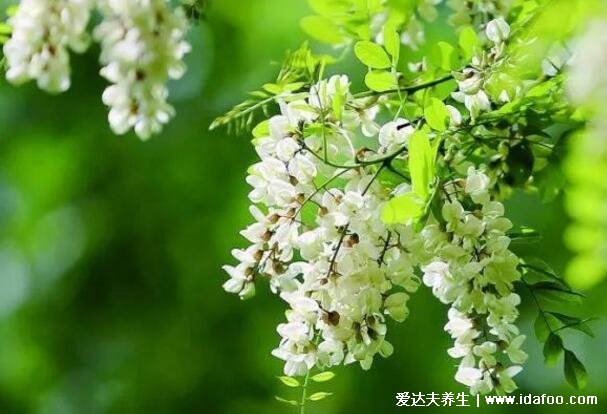 十種招鬼的花圖片合集，家里養(yǎng)這些花風水不吉利(封建迷信)