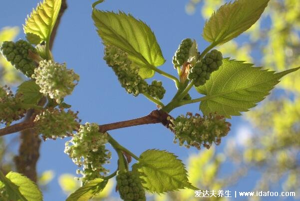 十種招鬼的花圖片合集，家里養(yǎng)這些花風水不吉利(封建迷信)