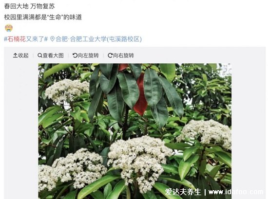 石楠花為什么叫最污花，氣味類似精液(是生命的味道)