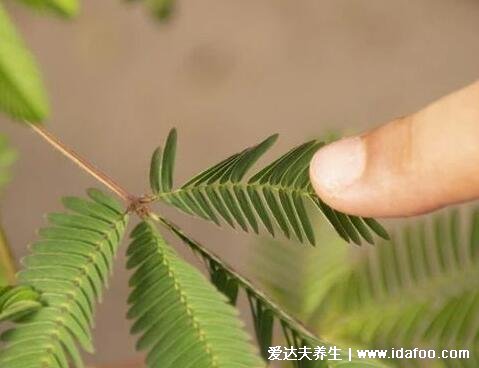 梔子花有毒嗎，沒毒但花香濃郁會(huì)影響睡眠(可入藥清熱解毒)