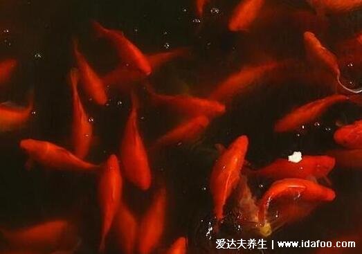 夢(mèng)見(jiàn)魚(yú)5種征兆要發(fā)財(cái)，夢(mèng)見(jiàn)小魚(yú)產(chǎn)子是吉兆(有意想不到收入)