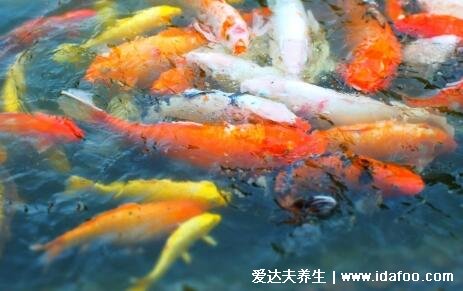 夢(mèng)見(jiàn)魚(yú)5種征兆要發(fā)財(cái)，夢(mèng)見(jiàn)小魚(yú)產(chǎn)子是吉兆(有意想不到收入)