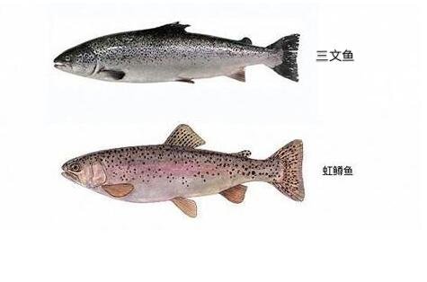 虹鱒魚和三文魚的區(qū)別，虹鱒魚更有嚼勁且顏色較暗(4大區(qū)別)