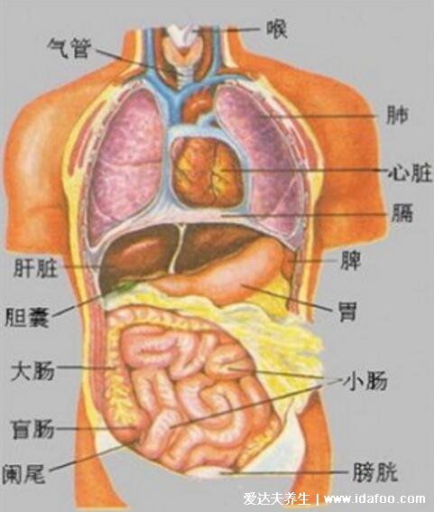 人體器官分五臟六腑器官分布圖，清晰大圖看各個(gè)內(nèi)臟的位置分布