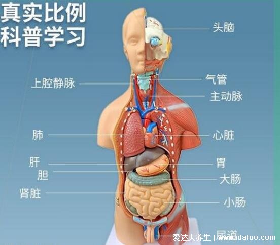 人體器官分五臟六腑器官分布圖，清晰大圖看各個(gè)內(nèi)臟的位置分布