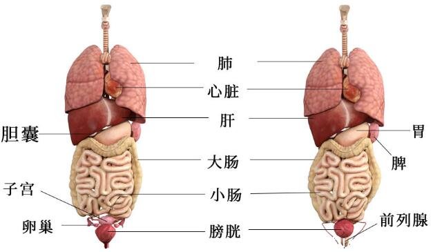 人體結(jié)構(gòu)示意圖器官位置圖片，正面背面的人體高清解剖圖