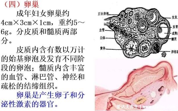 女性生理結(jié)構(gòu)圖片有哪些，真實(shí)女人陰道圖片(含卡通科普表)