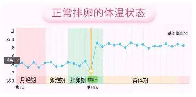 排卵期的八個征兆，注意留意白帶以及體溫變化(附排卵試紙圖解)