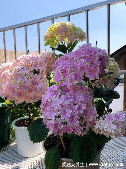 繡球花為什么又叫死人花，是八仙花有吉祥寓意/死人花指彼岸花