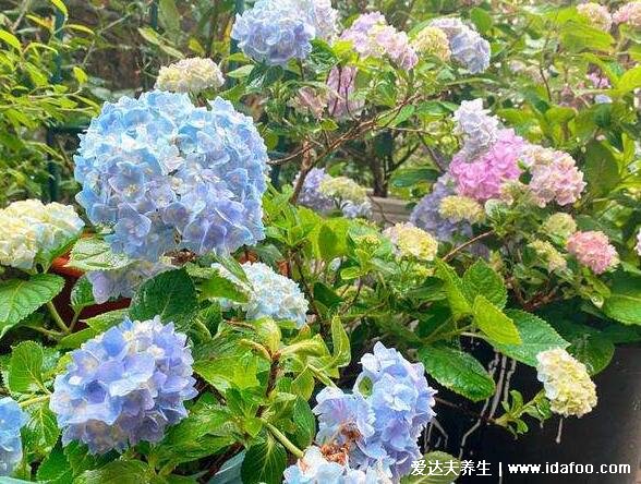 繡球花為什么又叫死人花，是八仙花有吉祥寓意/死人花指彼岸花