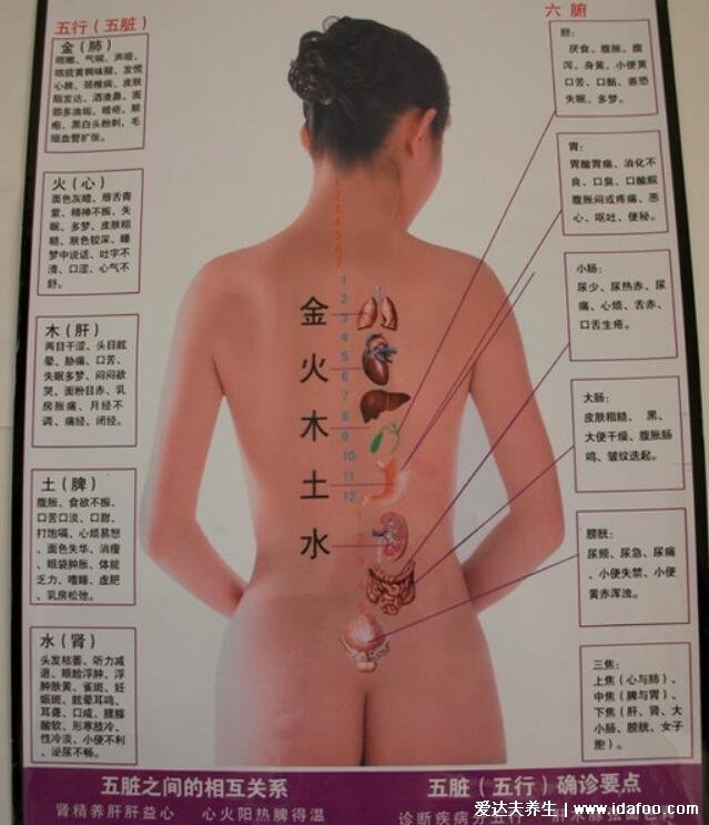 男女后背疼痛位置圖詳解，含左右后背疼痛對(duì)照?qǐng)D(重視背疼原因)