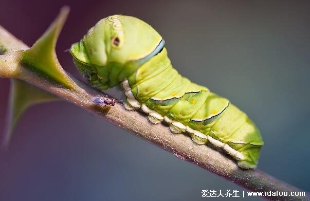 蜘蛛是不是昆蟲，不是它不符合昆蟲特征(蜘蛛是節(jié)肢動物)