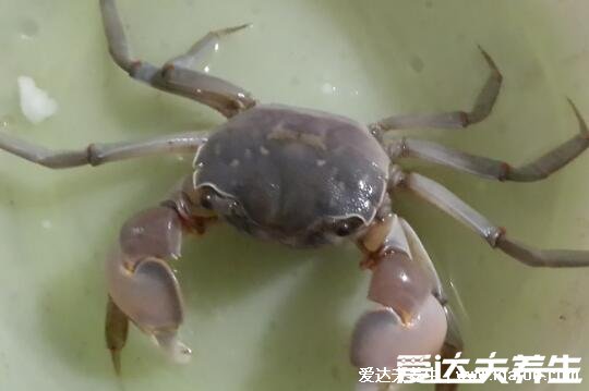 螃蟹吃什么食物，喂食米飯/面包屑/玉米或南瓜都可以(雜食性動物)