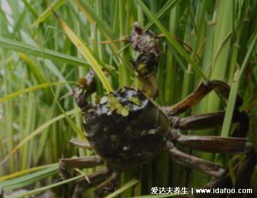 螃蟹吃什么食物，喂食米飯/面包屑/玉米或南瓜都可以(雜食性動物)