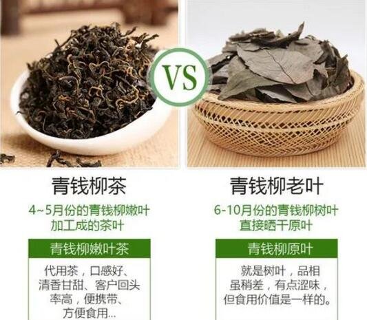 青錢柳茶的功效與作用禁忌，降血壓血脂但3類人不能喝青錢柳茶