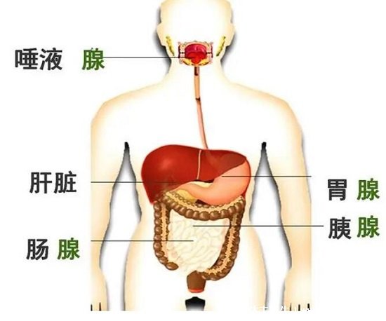 胰腺在人體的哪個部位圖解，左上腹部肝臟左側(附胰腺疼痛位置圖片)