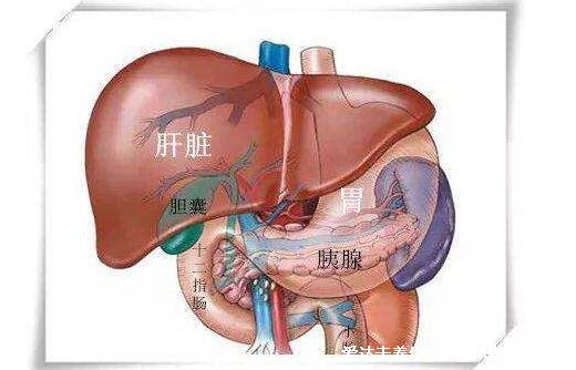 胰腺在人體的哪個部位圖解，左上腹部肝臟左側(附胰腺疼痛位置圖片)