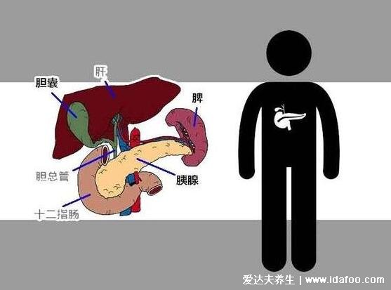 胰腺在人體的哪個部位圖解，左上腹部肝臟左側(附胰腺疼痛位置圖片)