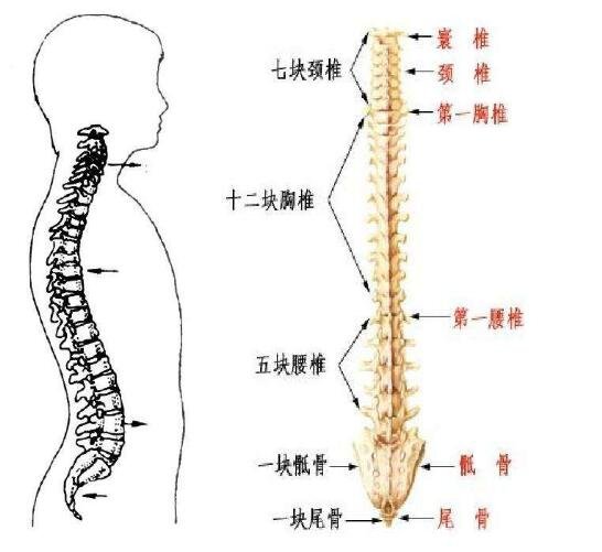 胰腺在人體的哪個部位圖解，左上腹部肝臟左側(附胰腺疼痛位置圖片)