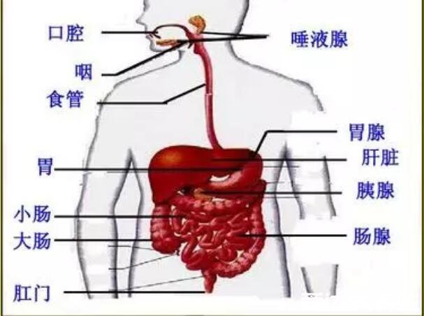 胰腺在人體的哪個部位圖解，左上腹部肝臟左側(附胰腺疼痛位置圖片)