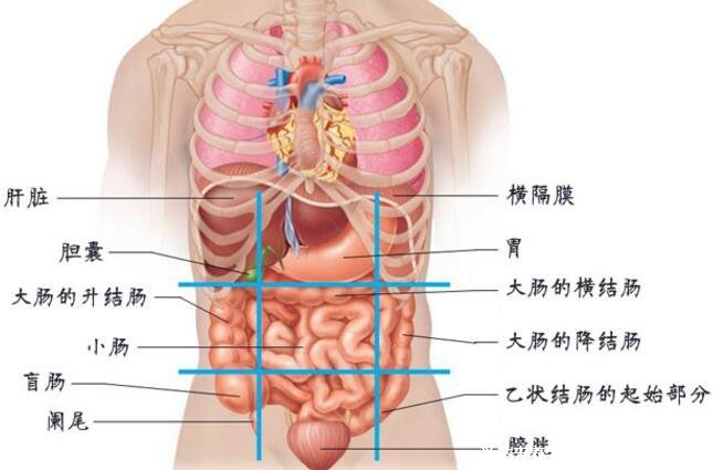 胰腺在人體的哪個部位圖解，左上腹部肝臟左側(附胰腺疼痛位置圖片)