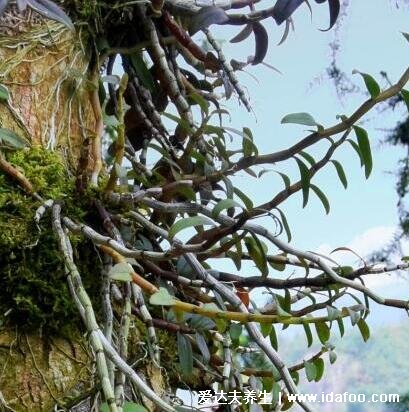 野生鐵皮石斛圖片大全，長在懸崖峭壁的二級(jí)瀕危植物(功效與作用禁忌)