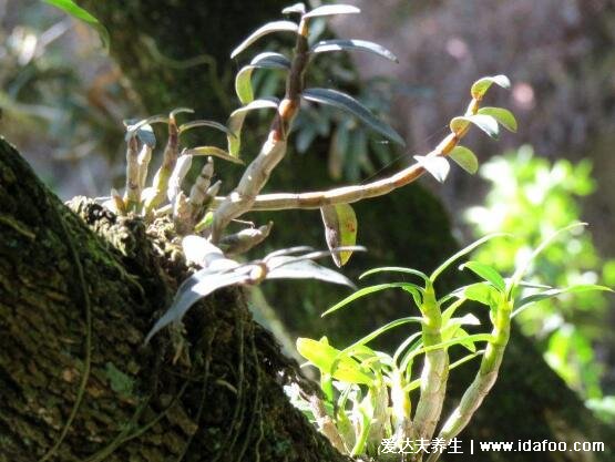 野生鐵皮石斛圖片大全，長在懸崖峭壁的二級(jí)瀕危植物(功效與作用禁忌)