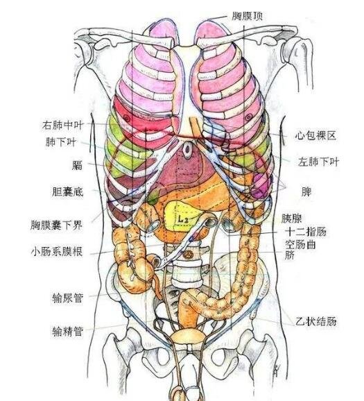 人的內(nèi)臟位置圖，五臟六腑位置圖(附五行五臟六腑相生相克順口溜)