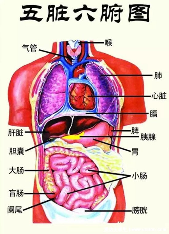 人的內(nèi)臟位置圖，五臟六腑位置圖(附五行五臟六腑相生相克順口溜)