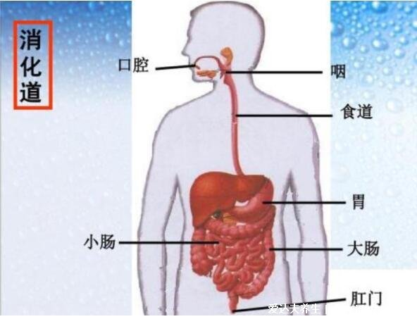 人的內(nèi)臟位置圖，五臟六腑位置圖(附五行五臟六腑相生相克順口溜)