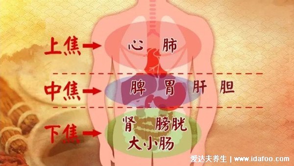 人的內(nèi)臟位置圖，五臟六腑位置圖(附五行五臟六腑相生相克順口溜)