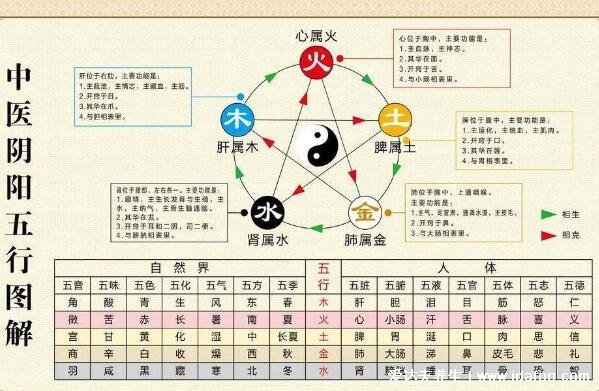 人的內(nèi)臟位置圖，五臟六腑位置圖(附五行五臟六腑相生相克順口溜)