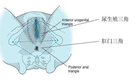 人體4處危險(xiǎn)三角區(qū)在哪圖片，面部三角區(qū)的痘痘千萬(wàn)不要擠