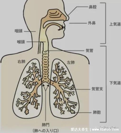 肺在哪個位置圖，在胸腔內(nèi)但肺不會疼/肺部疾病會引起胸疼