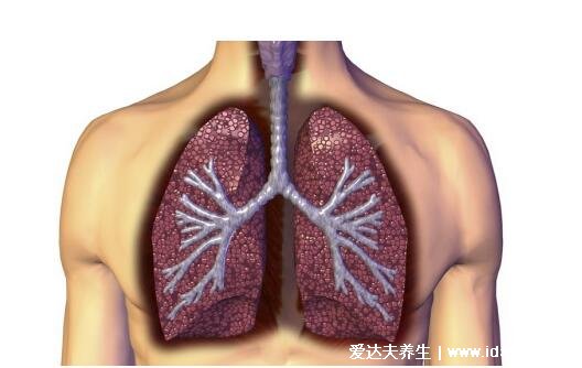 肺在哪個位置圖，在胸腔內(nèi)但肺不會疼/肺部疾病會引起胸疼