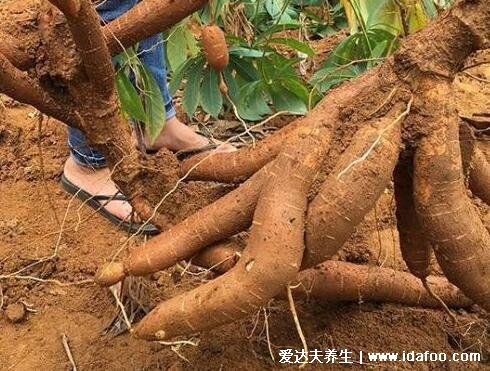 木薯圖片怎么煮才沒有毒，3步教你處理木薯(不停換水浸泡) 