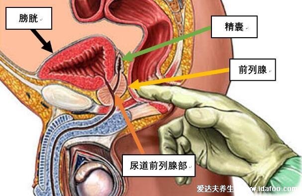 如何判斷自己前列腺炎，50%的男性會患病可對比癥狀自測 