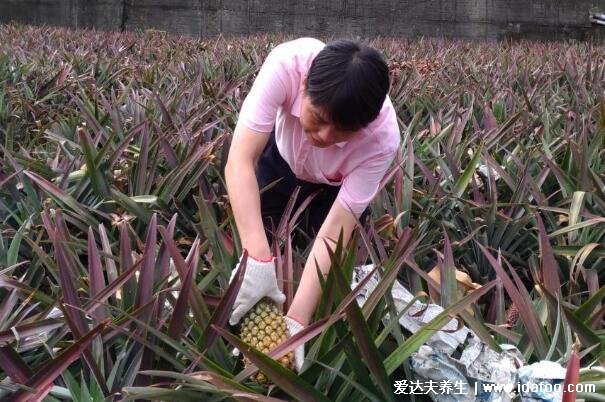 菠蘿長在樹上還是地上圖片，長在地上很奇特(一顆結(jié)一個(gè)果實(shí))