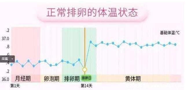 排卵期怎么算才最準(zhǔn)確，3種方法計(jì)算排卵期(一圖看懂)