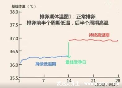 排卵期怎么算才最準(zhǔn)確，3種方法計(jì)算排卵期(一圖看懂)