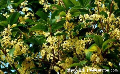 三種人堅(jiān)決不能吃桂花，孕婦喝桂花茶小心流產(chǎn)(泡水九大禁忌)