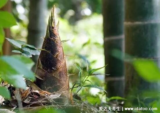 竹筍怎么保存新鮮竹筍怎么保存，鹽水煮放一年不壞(沙藏放2月)