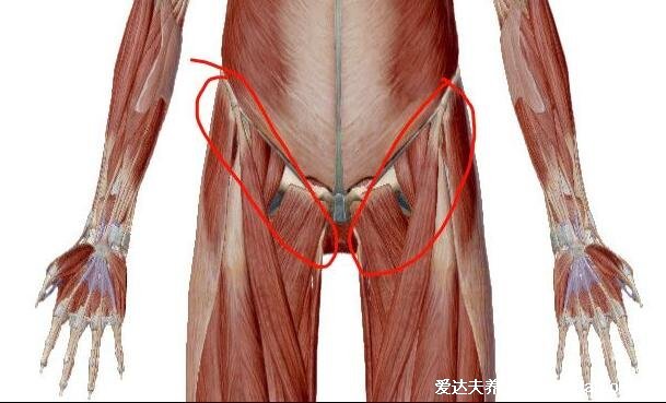 腹股溝在哪個位置圖片，人體會陰部的兩側(cè)(下腹部大腿根的內(nèi)側(cè))
