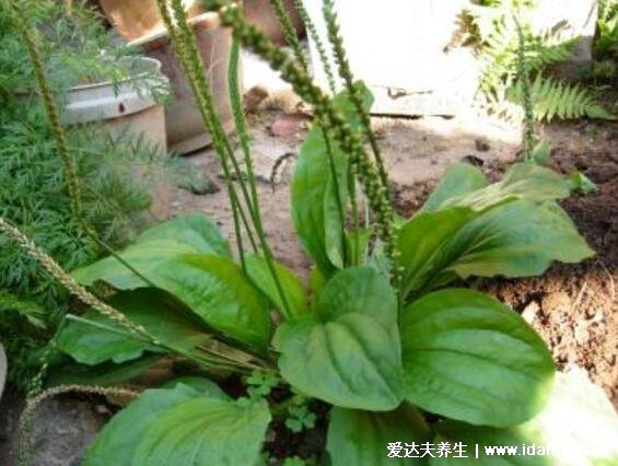 4種止咳最靈的野菜圖片，車前草適宜熱性咳嗽(馬齒莧孕婦不要吃)