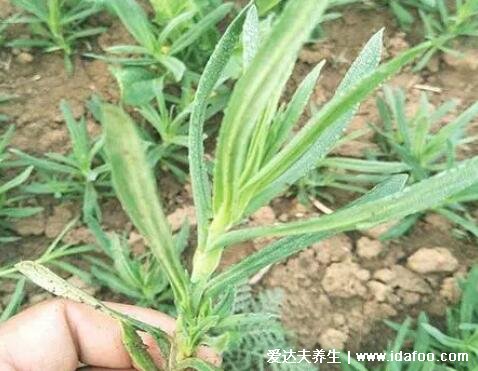 4種止咳最靈的野菜圖片，車前草適宜熱性咳嗽(馬齒莧孕婦不要吃)