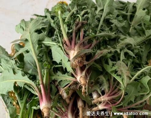 4種止咳最靈的野菜圖片，車前草適宜熱性咳嗽(馬齒莧孕婦不要吃)