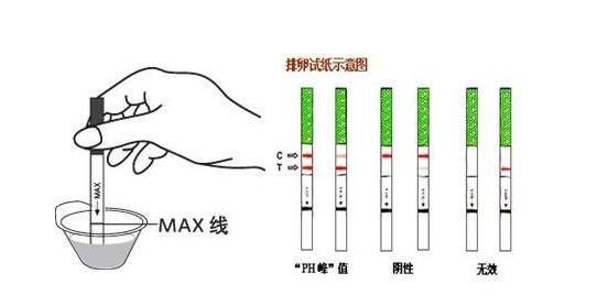 怎么看內(nèi)褲知道排卵了，內(nèi)褲總是濕濕的有蛋清樣白帶